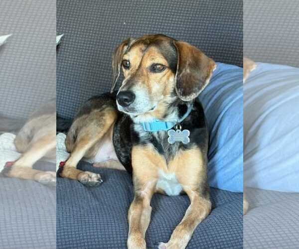 Medium Photo #2 American Foxhound-Beagle Mix Puppy For Sale in Dunnellon, FL, USA
