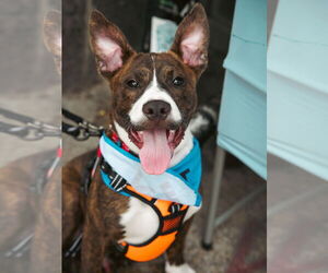 American Pit Bull Terrier-Mountain Cur Mix Dogs for adoption in Oakhurst, NJ, USA