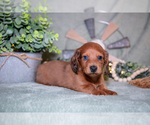 Small #4 Dachshund