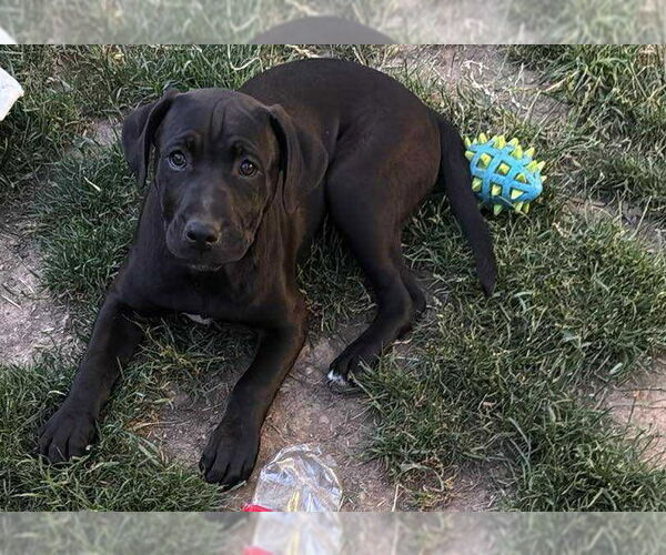 Medium Photo #3 Labrottie Puppy For Sale in Bellingham, WA, USA