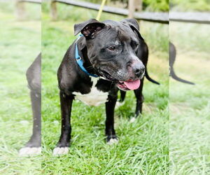 American Pit Bull Terrier-Unknown Mix Dogs for adoption in Manahawkin, NJ, USA