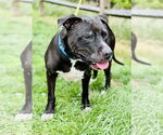 Small American Pit Bull Terrier Mix