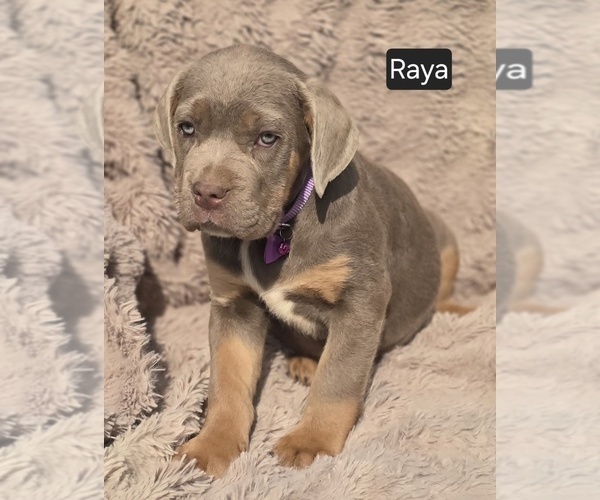 Medium Photo #7 Cane Corso Puppy For Sale in MINERAL WELLS, WV, USA