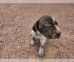 Small Photo #42 German Shorthaired Pointer Puppy For Sale in EVANSVILLE, WY, USA