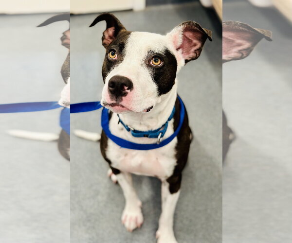 Medium Photo #1 Mutt Puppy For Sale in Manahawkin, NJ, USA
