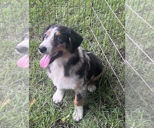 Australian Shepherd Puppy for Sale in MARION, South Carolina USA