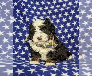 Bernedoodle Puppy for sale in CHRISTIANA, PA, USA