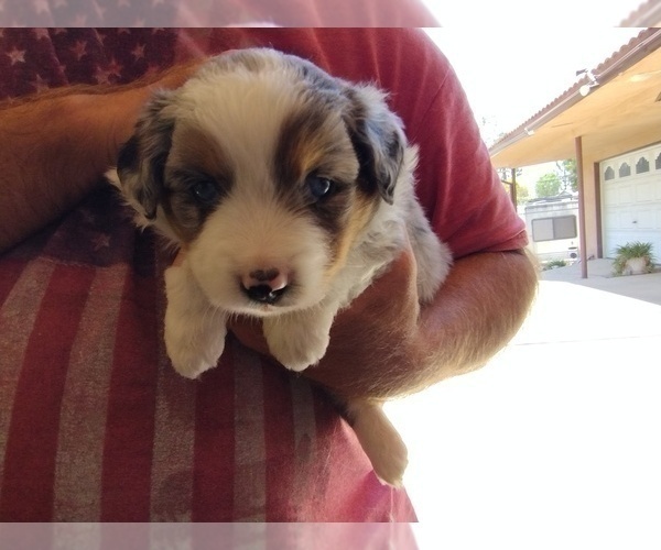 Medium Photo #6 Australian Shepherd Puppy For Sale in LA MIRADA, CA, USA
