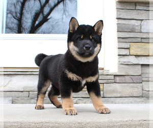 Shiba Inu Puppy for sale in CANTON, SD, USA