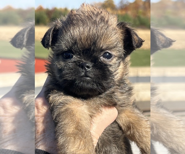 Medium Photo #1 Brussels Griffon Puppy For Sale in NILES, MI, USA