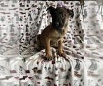 Small Photo #2 Belgian Malinois Puppy For Sale in LANCASTER, PA, USA