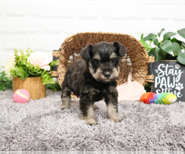 Medium Photo #21 Schnauzer (Miniature) Puppy For Sale in SYRACUSE, IN, USA