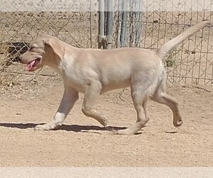 Labrador Retriever Puppy for sale in CALIENTE, CA, USA