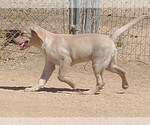 Image preview for Ad Listing. Nickname: Jazzy