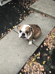 Bulldog Puppy for sale in NEW ALBANY, IN, USA