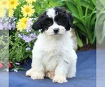Small Photo #1 Poodle (Miniature)-Shorkie Tzu Mix Puppy For Sale in GORDONVILLE, PA, USA