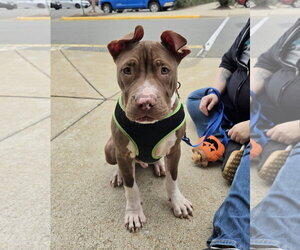 Mutt Dogs for adoption in Spotsylvania, VA, USA