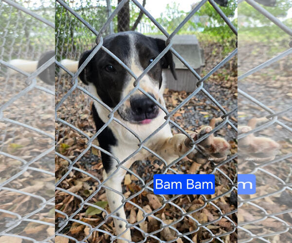 Medium Photo #1 Borador Puppy For Sale in Albemarle, NC, USA