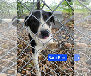 Borador Dogs for adoption in Albemarle, NC, USA