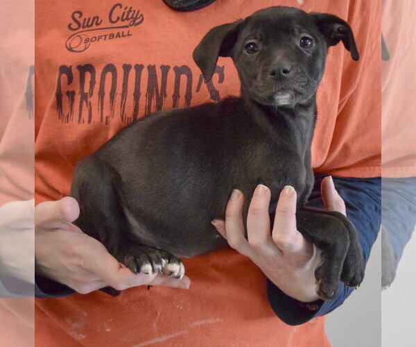 Medium Photo #3 Border Collie-Unknown Mix Puppy For Sale in Huntley, IL, USA