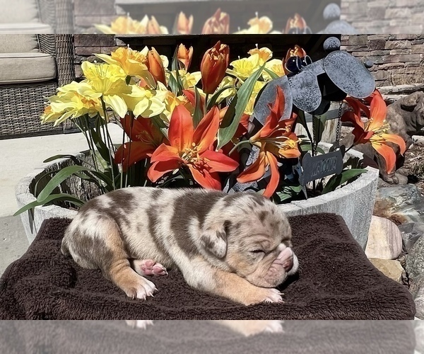 Medium Photo #1 English Bulldog Puppy For Sale in DURANGO, CO, USA