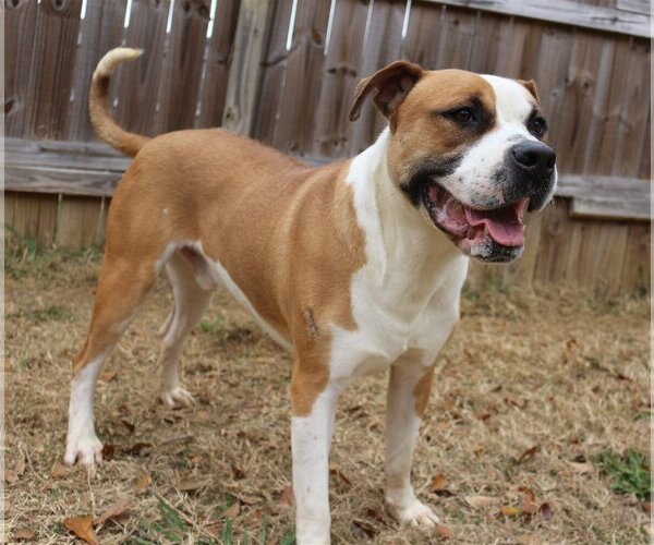 Medium Photo #2 Boxer-Mastiff Mix Puppy For Sale in Jackson, MS, USA