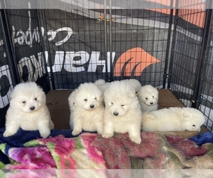 Samoyed Puppy for sale in SAN BERNARDINO, CA, USA