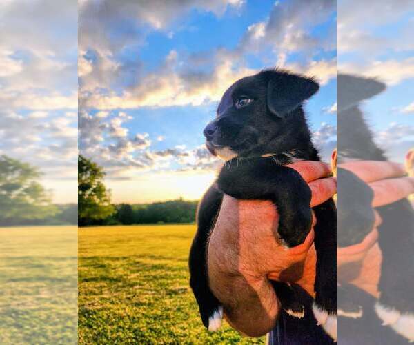 Medium Photo #15 Aussiedor Puppy For Sale in COOPERSTOWN, PA, USA