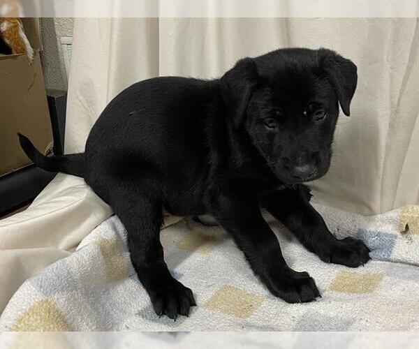 Medium Photo #1 Labrador Retriever-Unknown Mix Puppy For Sale in Modesto, CA, USA