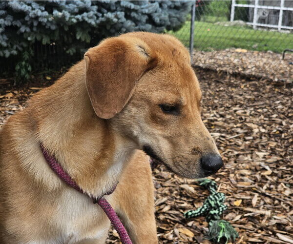 Medium Photo #7 Mutt Puppy For Sale in Bloomingdale, NJ, USA