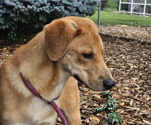 Rocky - Male Mutt Dog for Adoption - Photo #7