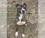 Small #3 Staffordshire Bull Terrier Mix