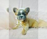 Small #20 French Bulldog