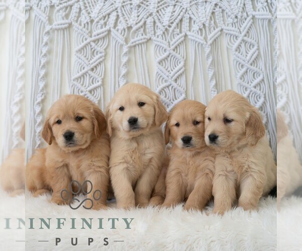 Medium Photo #2 Golden Retriever Puppy For Sale in NEWPORT, PA, USA