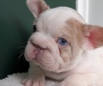 Small Photo #24 French Bulldog Puppy For Sale in GOSHEN, IN, USA