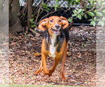 Small #1 Mutt