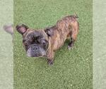 Small #1 French Bulldog