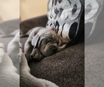 Small Photo #2 Cane Corso Puppy For Sale in ATASCOCITA, TX, USA