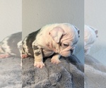 Small #4 English Bulldog