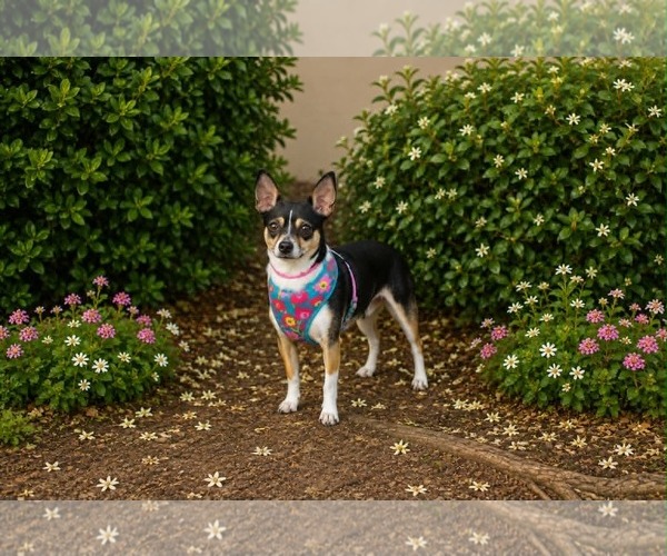 Medium Photo #1 Chihuahua-Unknown Mix Puppy For Sale in Yuba City, CA, USA