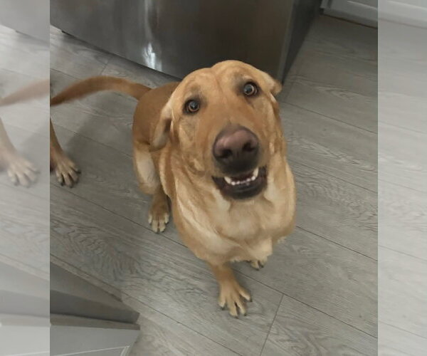 Medium Photo #1 Labrador Retriever Puppy For Sale in Sandy, UT, USA