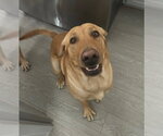 Small Labrador Retriever