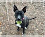 Small American Pit Bull Terrier Mix