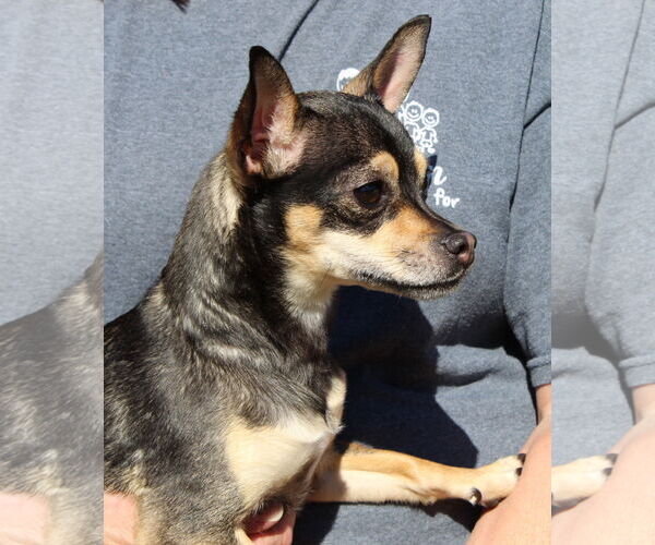 Medium Photo #3 Chihuahua-Unknown Mix Puppy For Sale in Prattville, AL, USA