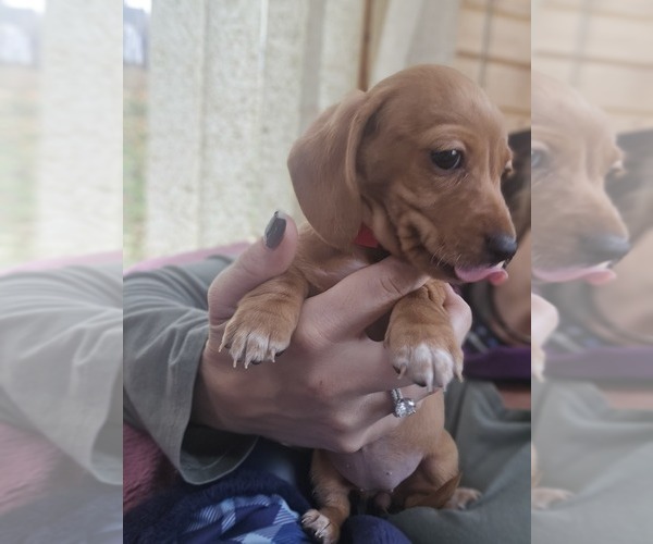 Medium Photo #22 Dachshund Puppy For Sale in ALTOONA, PA, USA