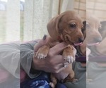 Small Photo #22 Dachshund Puppy For Sale in ALTOONA, PA, USA