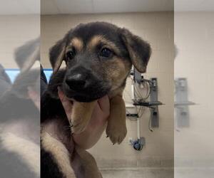 German Shepherd Dog-Unknown Mix Dogs for adoption in Conroe, TX, USA
