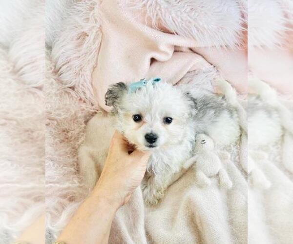 Medium Photo #2 Havanese Puppy For Sale in PEMBROKE PINES, FL, USA