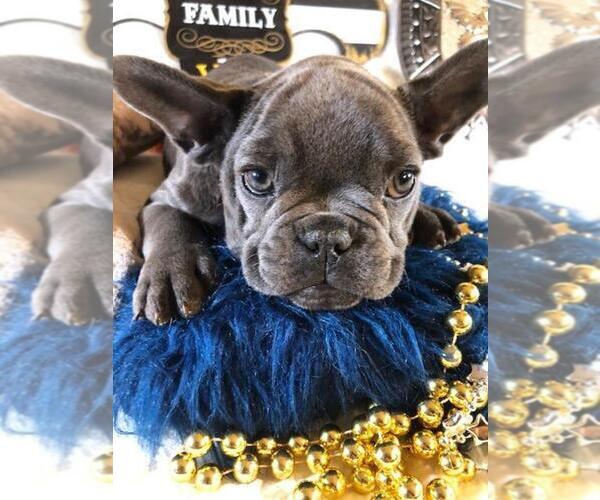 Medium Photo #3 French Bulldog Puppy For Sale in HEATHROW, FL, USA