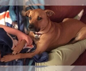 Shelby (SADIE) - Female Mutt Dog for Adoption - Photo #7
